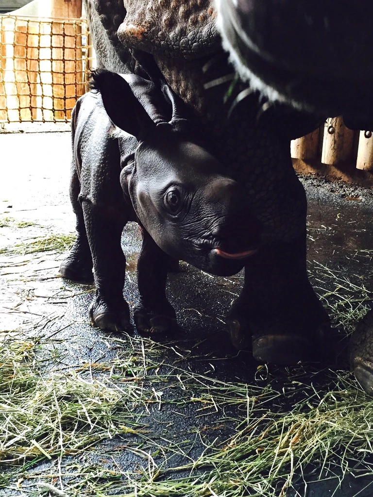 Nashorn Baby — © Der Panzernashorn-Nachwuchs ist da. Foto: Tierpark Hellabrunn