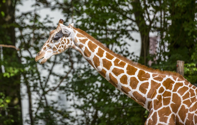— © Giraffe im Zoo - Foto: Tierpark Hellabrunn/Marc Müller