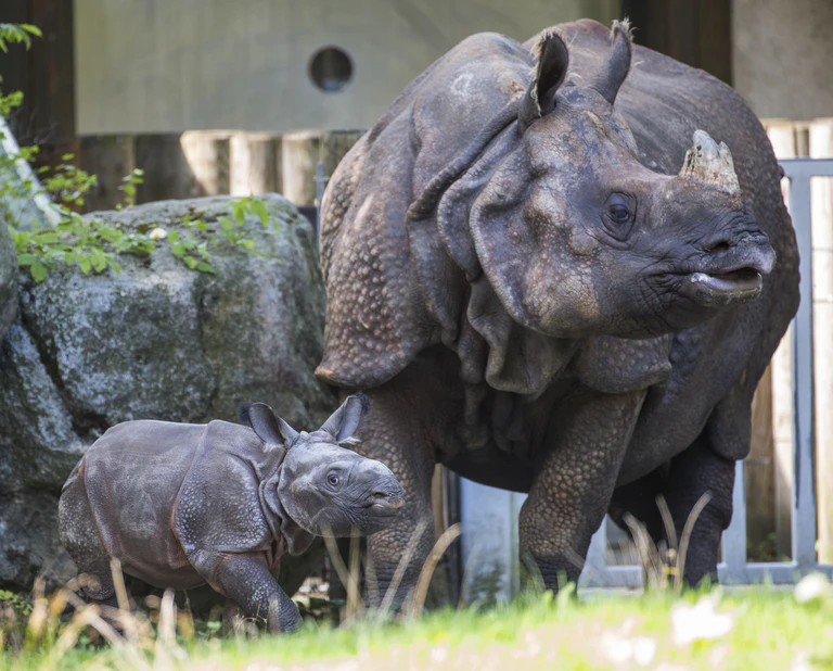 Panzernashornbaby im Tierpark Hellabrunn mit der Mutter — © Foto: Marc Müller