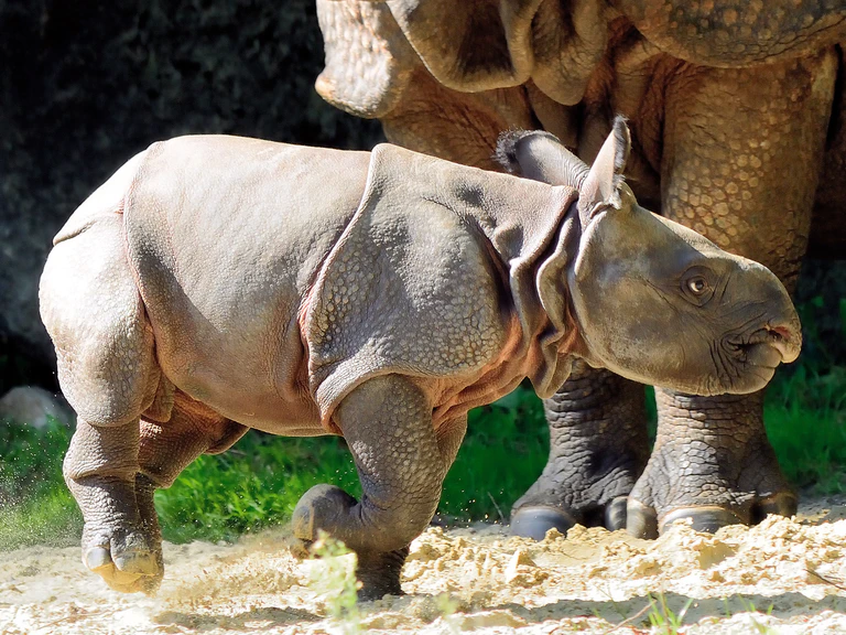 Panzernashorn-Baby Puri Hellabrunn — © Tierpark Hellabrunn / Marisa Segadelli