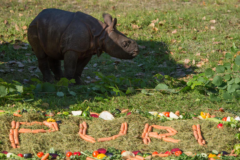 Panzernashornbaby im Tierpark Hellabrunn — © Fotos: Tierpark Hellabrunn//Sebastian Widmann