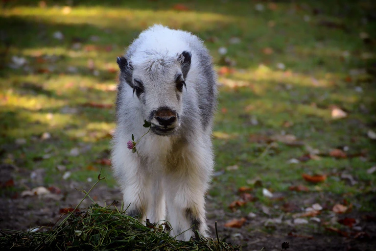 Yak-Kälbchen in Hellabrunn — © Foto: Tierpark Hellabrunn /Susanne Bihler
