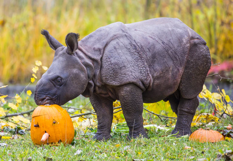 Nashornbaby Puri spielt mit dem Kürbiskopf — © Foto: Tierpark Hellabrunn