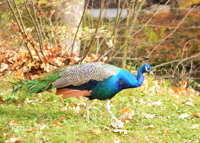 Blauer Pfau