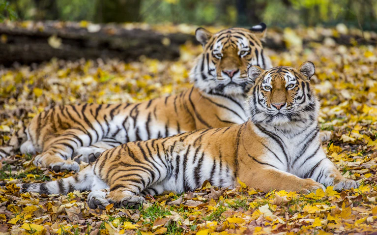 — © Tierpark Hellabrunn/ Marc Müller