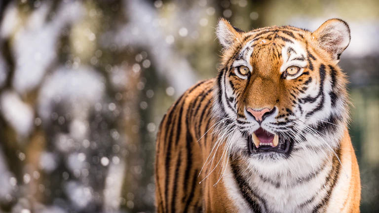 Sibirischer Tiger im Winter Hellabrunn — © Sibirischer Tiger - Foto: Tierpark Hellabrunn/Annette Wagner
