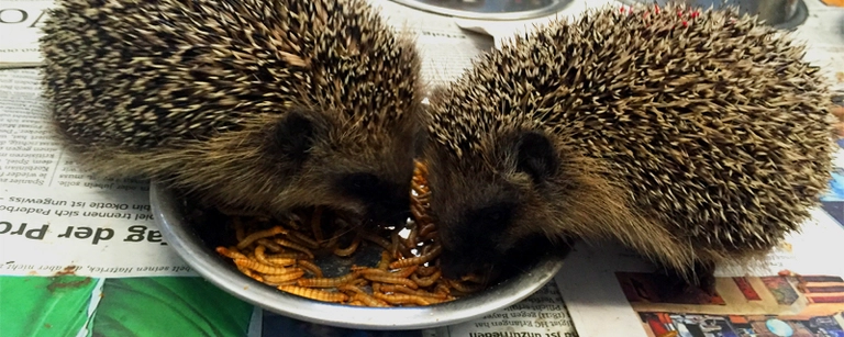 Igel Tierheim Wildtierstation