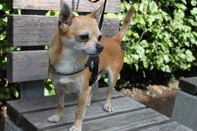 Ein Chihuahua — © Symbolbild