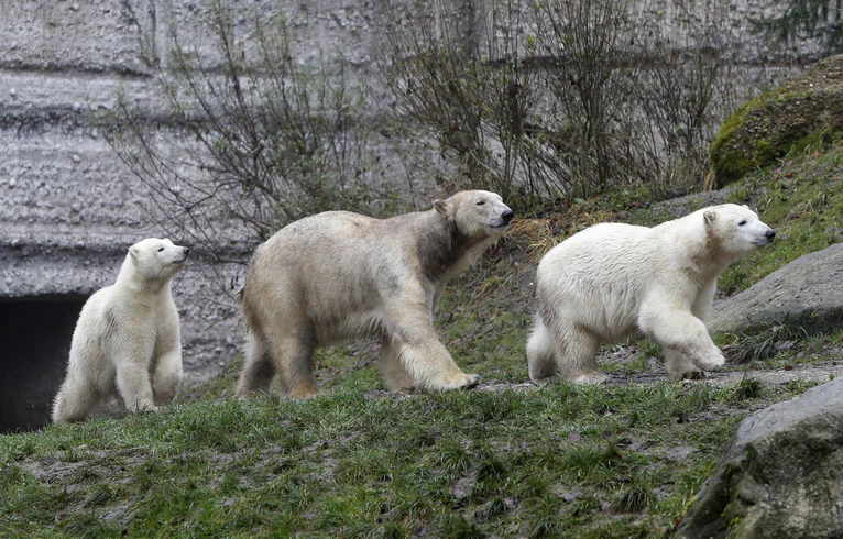 Eisbärbabys feiern zweiten Geburtstag im Tierpark Hellabrunn — © Die Eisbärzwillinge mit ihrer Mutter - Foto: Tierpark Hellabrunn/Michaela Rehle