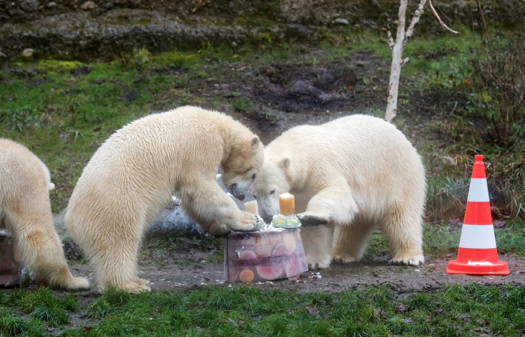 Eisbärbabys feiern zweiten Geburtstag im Tierpark Hellabrunn — © Die Eisbären mit ihrer Mutter - Foto: Tierpark Hellabrunn/Joerg Koch