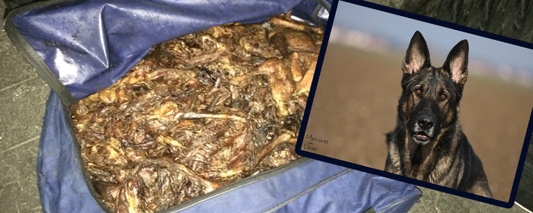 Diensthund "Jupp" mit den Fundstücken Fleisch Fisch Knochen — © Diensthund "Jupp" mit den Fundstücken - Foto: Bundespolizei