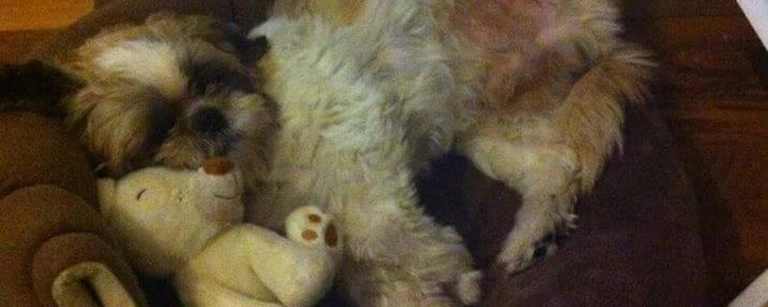 Vermisster Hund