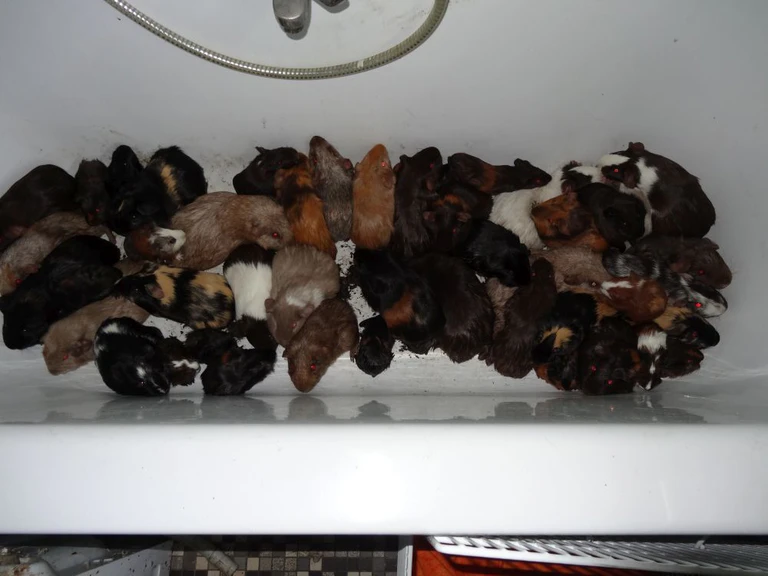 Verwahrloste Meerschweinchen in Badewanne gehalten — © Foto: Tierschutzverein München e.V.