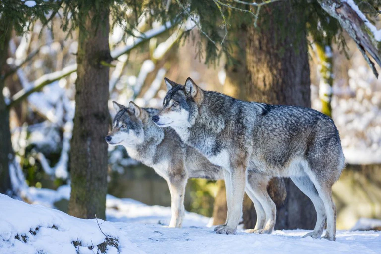 europäische wölfe im schnee vor tannen — © Marc Müller - Tierpark Hellabrunn