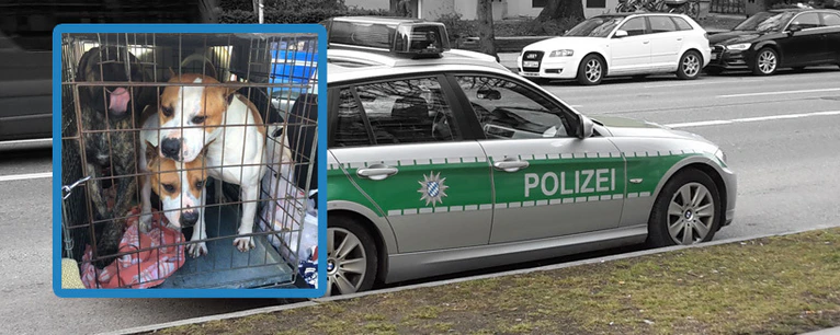 kampfhunde polizei schleierfahnder brunnthal 