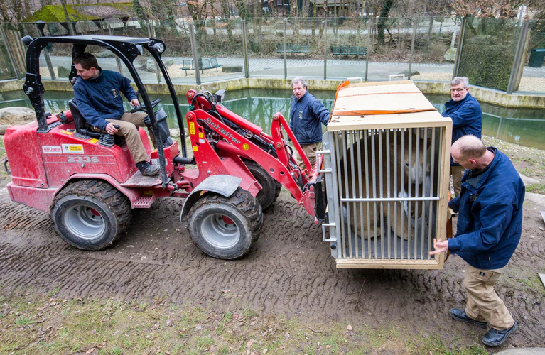  — © Eisbär Nela beim Verladen- Foto Marc Müller/Tierpark Hellabrunn