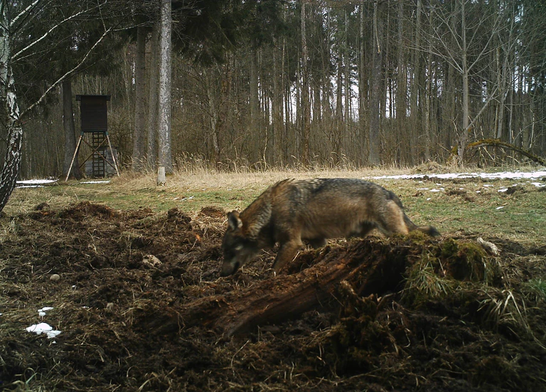 Wolf Starnberg — © Foto:BJV-Kreisgruppe Starnberg