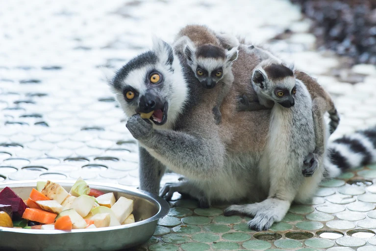 — © Die kleinen Lemuren lieben es, auf dem Rücken der Mama herumzuturnen. Foto: Sebastian Widmann/Tierpark Hellabrunn