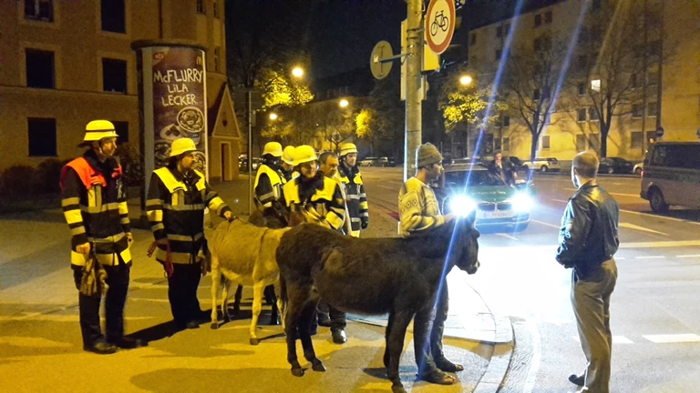 An einer Ampelkreuzung stehen Einsatzkräfte mit zwei eingefangenen Eseln — © Feuerwehr und Polizei helfen Zirkustiere einzufangen