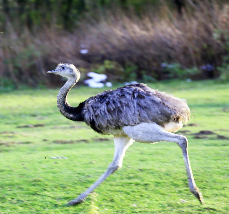 Strauß im Tierpark Hellabrunn — © Strauß im Tierpark Hellabrunn - Foto: Petra Schramek