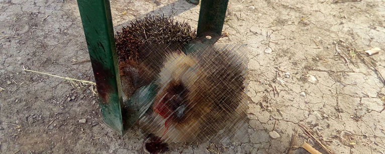 — © Die Unbekannten haben den Igel brutal gequält.