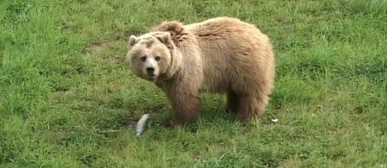 Ein Braunbär steht auf einer grünen Wiese — © Symbolfoto eines Braunbären