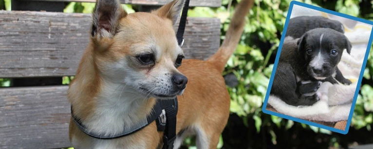 Mehrere Hunde in München - Tipps für Besitzer — © Symbolfoto