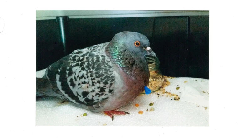 Tierquälerei: mit Pfeilen auf Tauben — © Polizei München