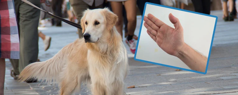  — © Weil sein Hund bellte, bekam ein 11-Jähriger einen Schlag ins Gesicht -Symbolfoto