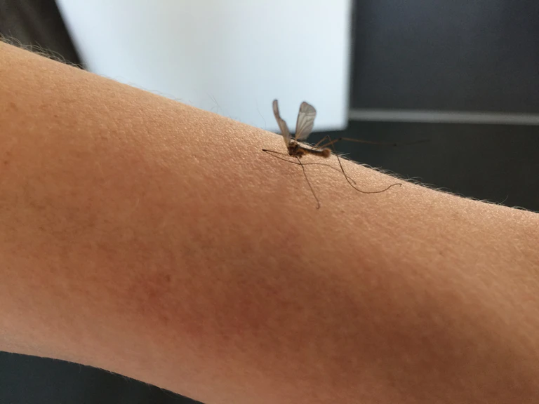 Mücke auf einem Arm — © Nach den Hochwassern droht eine Mücken-Plage