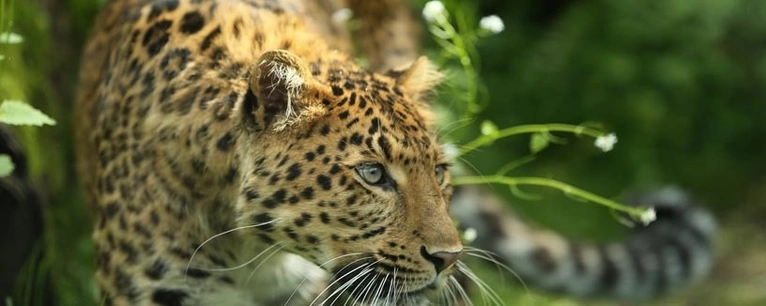 Leopard Julius im Tierpark Hellabrunn in München — © Foto: Tierpark Hellabrunn/Ellinor Fischer