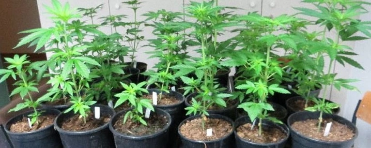 Polizei stellt Marihuana-Plantage fest — © Foto: Polizei
