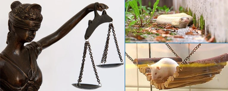 Maus, Schlange, Justizia — © Symbolfoto