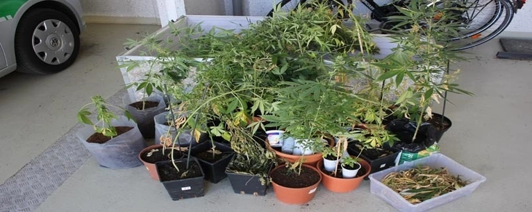 Marihuana-Plantage sichergestellt — © Foto: Polizei