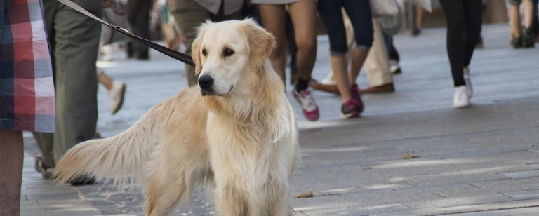 Ein Hund an der Leine — © Symbolfoto