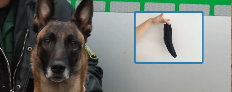 Polizeihund, Suchhund, Spürhund, Socke, Geruch, Tatort — © Der Ermittler mit der Super-Nase