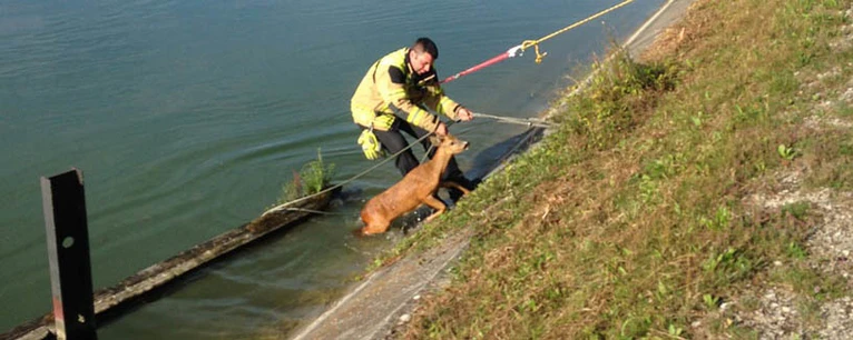 Reh aus der Isar gerettet — © Foto: Polizei