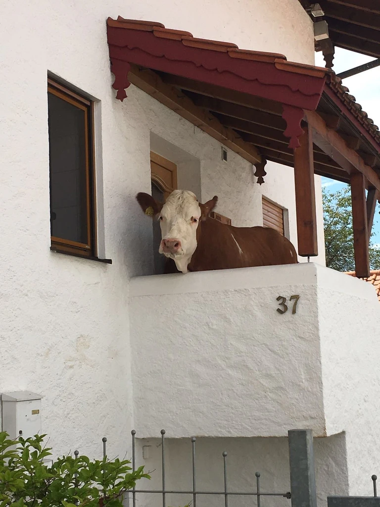 Eine Kuh steht vor einer Haustüre — © Foto: Polizei Rosenheim