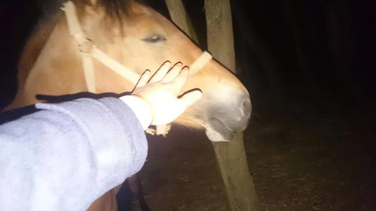 Pferd misshandelt, Pferderipper gesucht — © Symbolbild