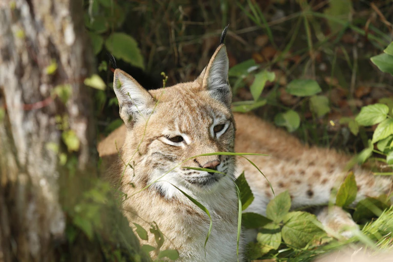 Luchs Paula ist von Hellabrunn nach Polen umgezogen — © Foto: Western Pomeranian Natural Society