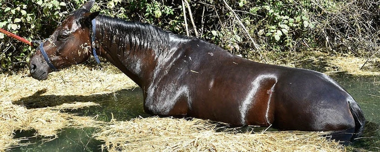 Pferd aus Wassergraben gerettet — © Foto: Berufsfeuerwehr München