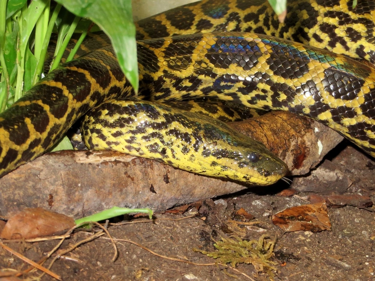 Eine Anakonda (Schlange) — © Foto: <a href="http://www.reptilienauffangstation.de/" target="_blank"> Auffangstation für Reptilien, München e.V. </a>