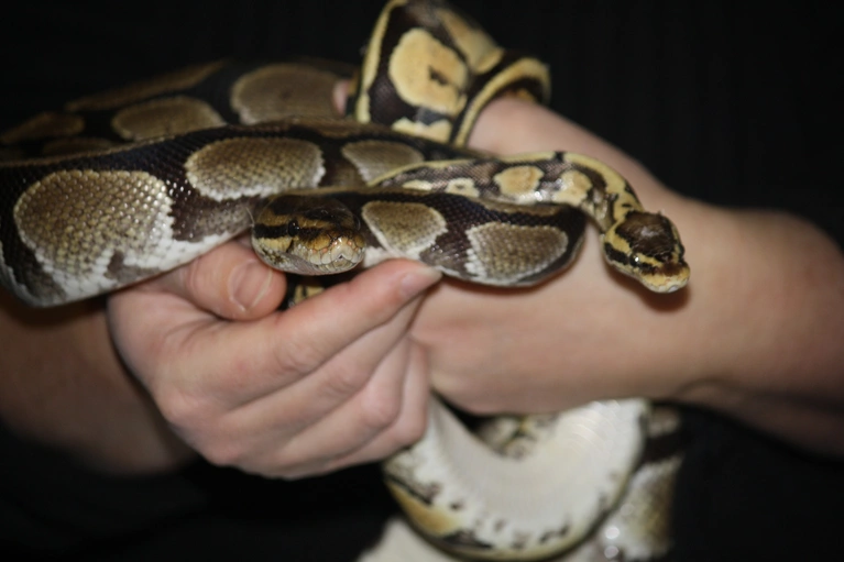 Die vier Königspythons wurden auf der Toilette im Tierheim in München ausgesetzt. — © Foto: Tierheim München