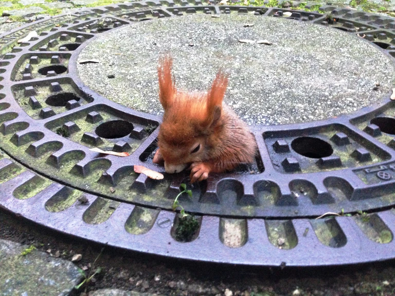 Das Eichhörnchen hat sich in dem Kanaldeckel verfangen. — © Foto: Tierrettung München
