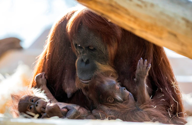 — © Foto: Tierpark Hellabrunn / Marc Müller