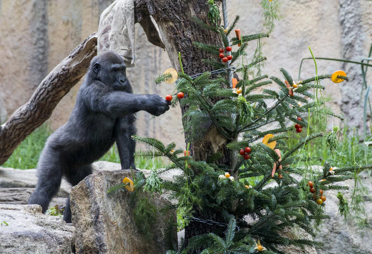 — © Foto: Tierpark Hellabrunn / Marc Müller