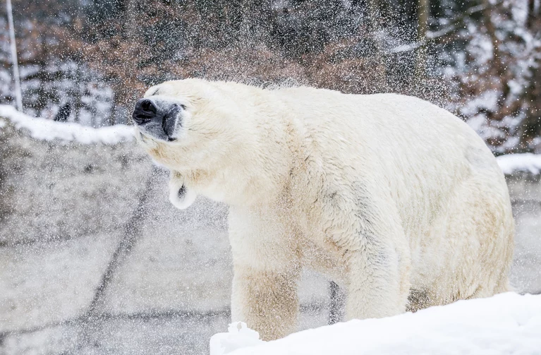 — © Eisbär im Tierpark Hellabrunn - Foto: Marc Müller/Tierpark Hellabrunn