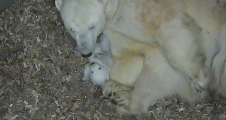 Eisbär, Baby, Hellabrunn — © Foto: Tierpark Hellabrunn