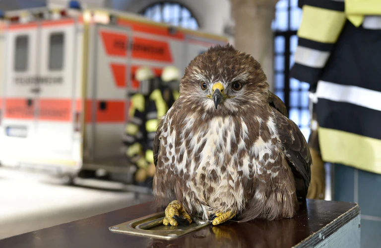 Der gerettete Mäusebussard. — © Foto: Berufsfeuerwehr München