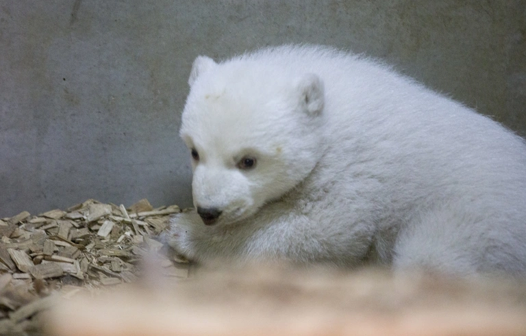 Hellabrunns Eisbären-Baby ist ein Mädchen. — © Der Name der Kleinen steht noch nicht fest, er soll aber mit Q beginnen. Foto: Tierpark Hellabrunn / Marc Müller